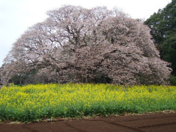 千葉ニュータウンの桜 花見スポット 千葉ニュータウンオンライン